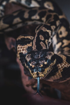 Macro snake