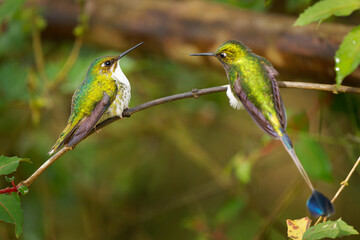 Fototapeta premium White-booted Racket-tail - Ocreatus underwoodii pair, male and female of green bird of hummingbird in the brilliants, tribe Heliantheini in Lesbiinae, long tail with two flags