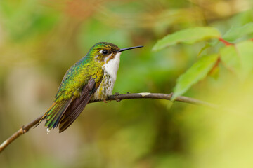 Fototapeta premium White-booted Racket-tail - Ocreatus underwoodii female of green bird of hummingbird in the brilliants, tribe Heliantheini in Lesbiinae, long tail with two flags