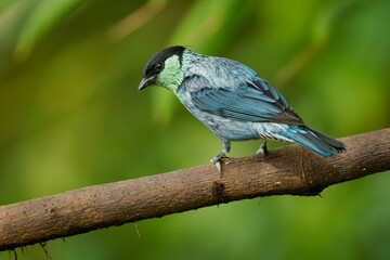 Black-capped Tanager - Stilpnia heinei blue neotropical bird in Thraupidae, lives in mountains of Ecuador, Colombia and Venezuela in open landscapes of subtropical or tropical moist montane forests