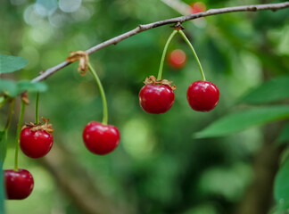 red ripe cherries on a tree in the garden, green leaves 