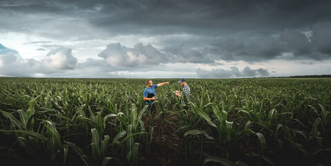 Naklejka na ściany i meble Two farmers in an agricultural corn field on a cloudy day. Agronomist in the field against the background of rainy clouds