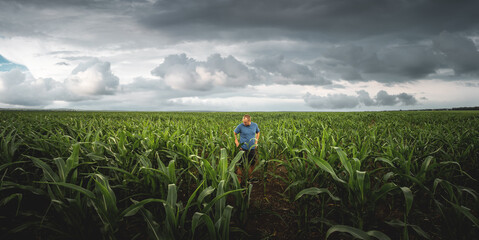 A farmer inspects corn cobs in his agricultural field on a cloudy day. Agronomist in the field...