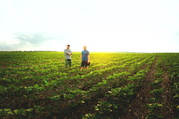Fototapeta premium Two farmers in an agricultural field of sunflowers. Agronomist and farmer inspect potential yield
