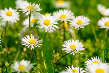 Beautiful chamomile flowers in meadow. Spring or summer nature scene