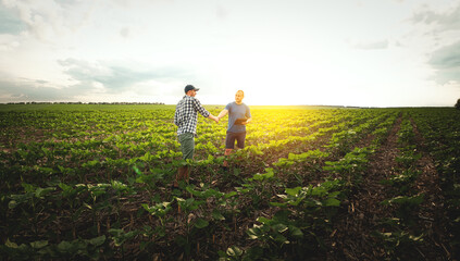 Two farmers in an agricultural field of sunflowers. Agronomist and farmer inspect potential yield - obrazy, fototapety, plakaty