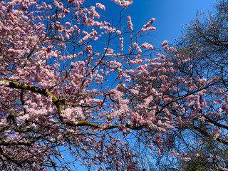  Beautiful sakura tree in the park