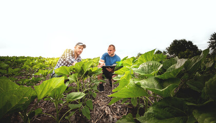 Naklejka na ściany i meble Two farmers in an agricultural field of sunflowers. Agronomist and farmer inspect potential yield