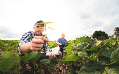 Two farmers in an agricultural field of sunflowers. Agronomist and farmer inspect potential yield