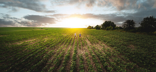 View from above, two farmers in a field of sunflowers against the backdrop of sunset. Agronomist...