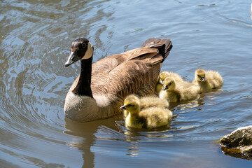  A mother and her family of ducks out on the river. Waterfowl from the duck family