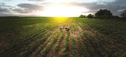 View from above, two farmers in a field of sunflowers against the backdrop of sunset. Agronomist and farmer checking potential crop