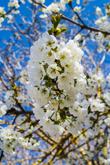 Blossom almond  tree