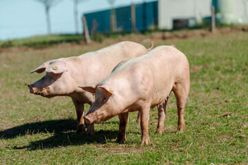 Fototapeta na wymiar Pigs in field. Healthy pig on meadow