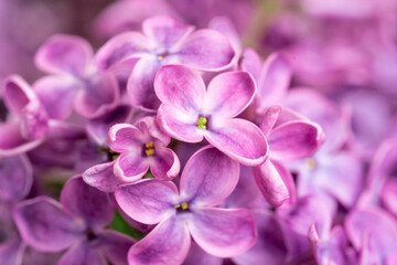 Naklejka na ściany i meble Purple lilac flowers blossom in garden, spring background