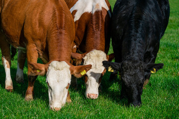 Dairy cows grazing on lush green pasture