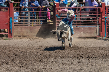 A rodeo cowboy is bringing to fall off a bucking bull. He is holding on with his left hand while...