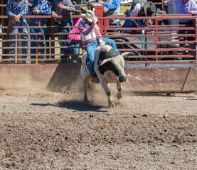 A rodeo cowboy rides a bucking bull out of a chute. He is holding on with his left hand while his...