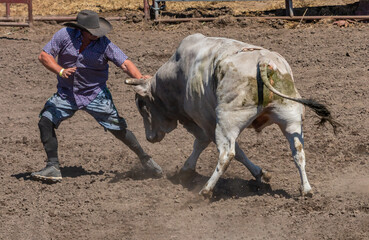 A rodeo clown is holding his left hand on the bucking bull's head. The bull has kicked off its...