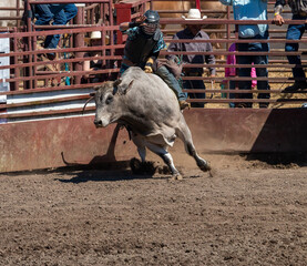A rodeo cowboy rides a black bucking bull out of a chute. He is holding on with his left hand while his right is held in near his face. He is wearing a black helmet and vest and a blue/green shirt. - obrazy, fototapety, plakaty
