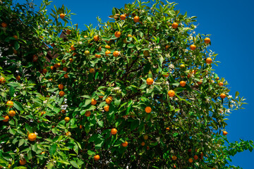 Fototapeta na wymiar clementines ripening on tree against blue sky. Tangerine tree. Oranges on a citrus tree