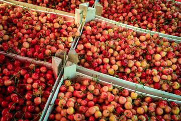Sweet cherry on a farm market