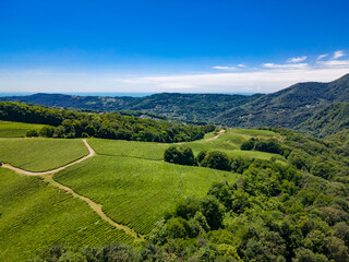 North Caucasus. Tea plantation in Matsesta. Aerial view. Sochi. Russia