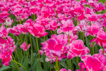 Colorful spring meadow with lot pink tulip flowers - close up. Nature, floral, blooming and gardening concept