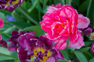 Colorful spring meadow with pink tulip chato and purple tulip flowers - close up. Nature, floral, blooming and gardening concept