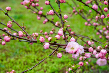 many blooming pink roses on a bush close-up in a spring garden. large bushes of pink roses blooming in a city park. care of garden rose bushes