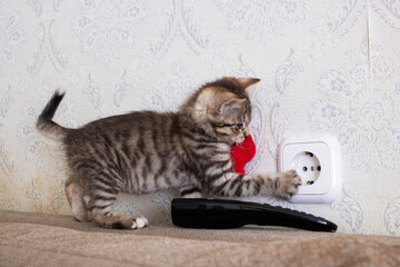 Kitten touches socket with his paw closeup