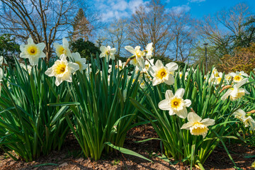 Daffodils against blue sky.  Easter background with fresh spring flowers. Yellow narcissuses