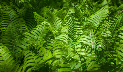 A cluster of green ferns ( Osmunda regalis )  in botanical garden, forest, forest plants,  - obrazy, fototapety, plakaty