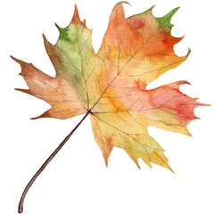 Watercolor maple leaf, autumn leaf, watercolor illustration