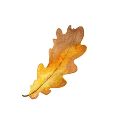 Fototapeta na wymiar Watercolor oak leaf, hand painted illustration