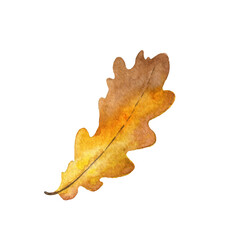 Watercolor oak leaf, hand painted illustration