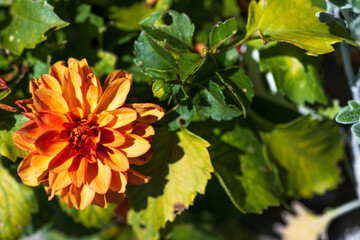 Orange vibrant natural gorgeous flower and flower petals
