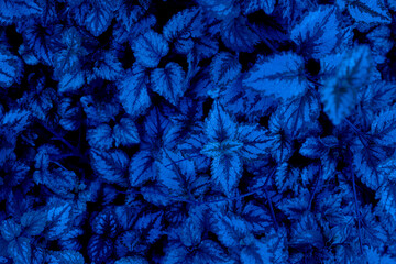 Hojas naturales de color azul