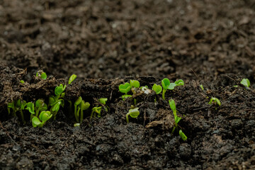 Fresh microgreens arugula, rucola sprouts growing from soil: close up view, macro. Spring, germination, natural, raw, growth and healthy food concept