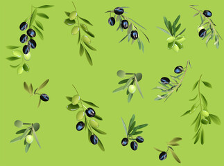 isolated on green olives collection
