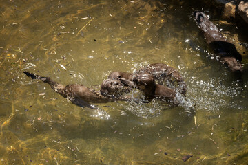 ZOA Parc Sanary-sur-Mer (2022-07)