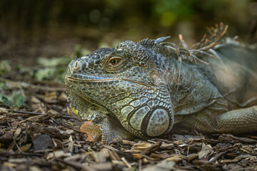 Fototapeta premium ZOA Parc Sanary-sur-Mer (2022-07)