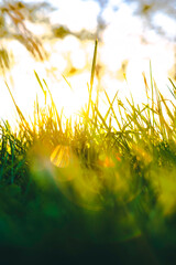 Defocused grasses background vertical photo. Carbon neutrality or net zero