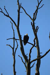 Bald eagle on a tree branch