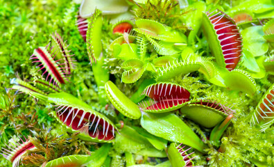 Venus flycatcher is a carnivorous plant. Terrarium with green plants. Natural background of plants.