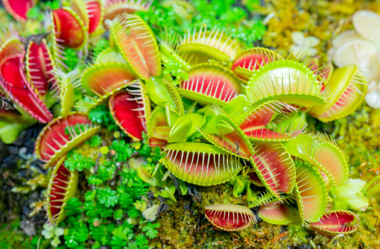 Venus flycatcher is a carnivorous plant. Terrarium with green plants. Natural background of plants.