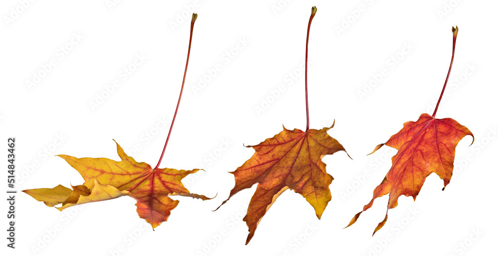 Canvas Prints fall three leaves of maple tree on white