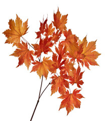 Naklejka na ściany i meble maple branch with autumn small orange leaves on white