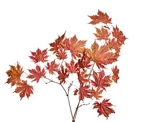maple tree dried branches on white