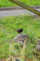 Songbird blackbird on a stone in the park among the green grass